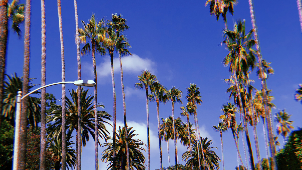 Hollywood, Palmier, Bleu Majorelle, Plantes Ligneuses, Tropique. Wallpaper in 1280x720 Resolution