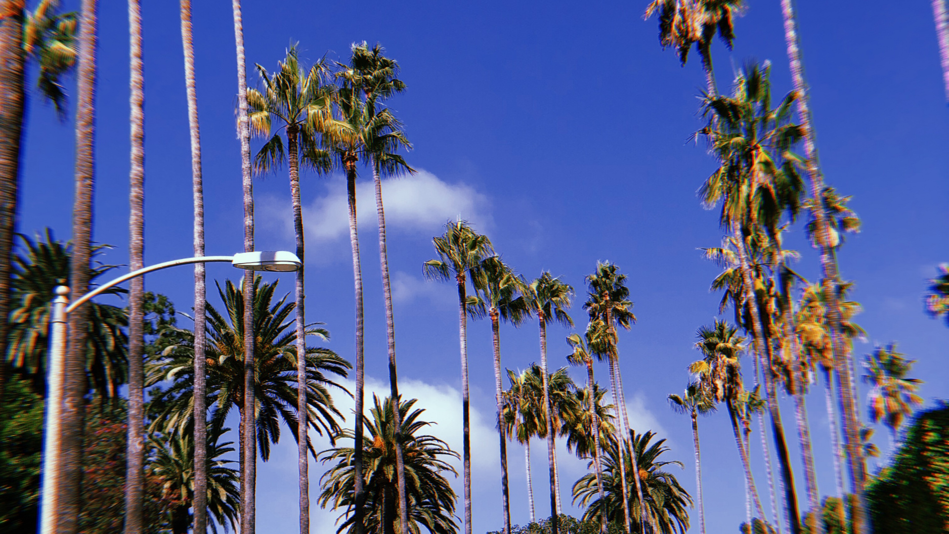 Hollywood, Palmier, Bleu Majorelle, Plantes Ligneuses, Tropique. Wallpaper in 1920x1080 Resolution