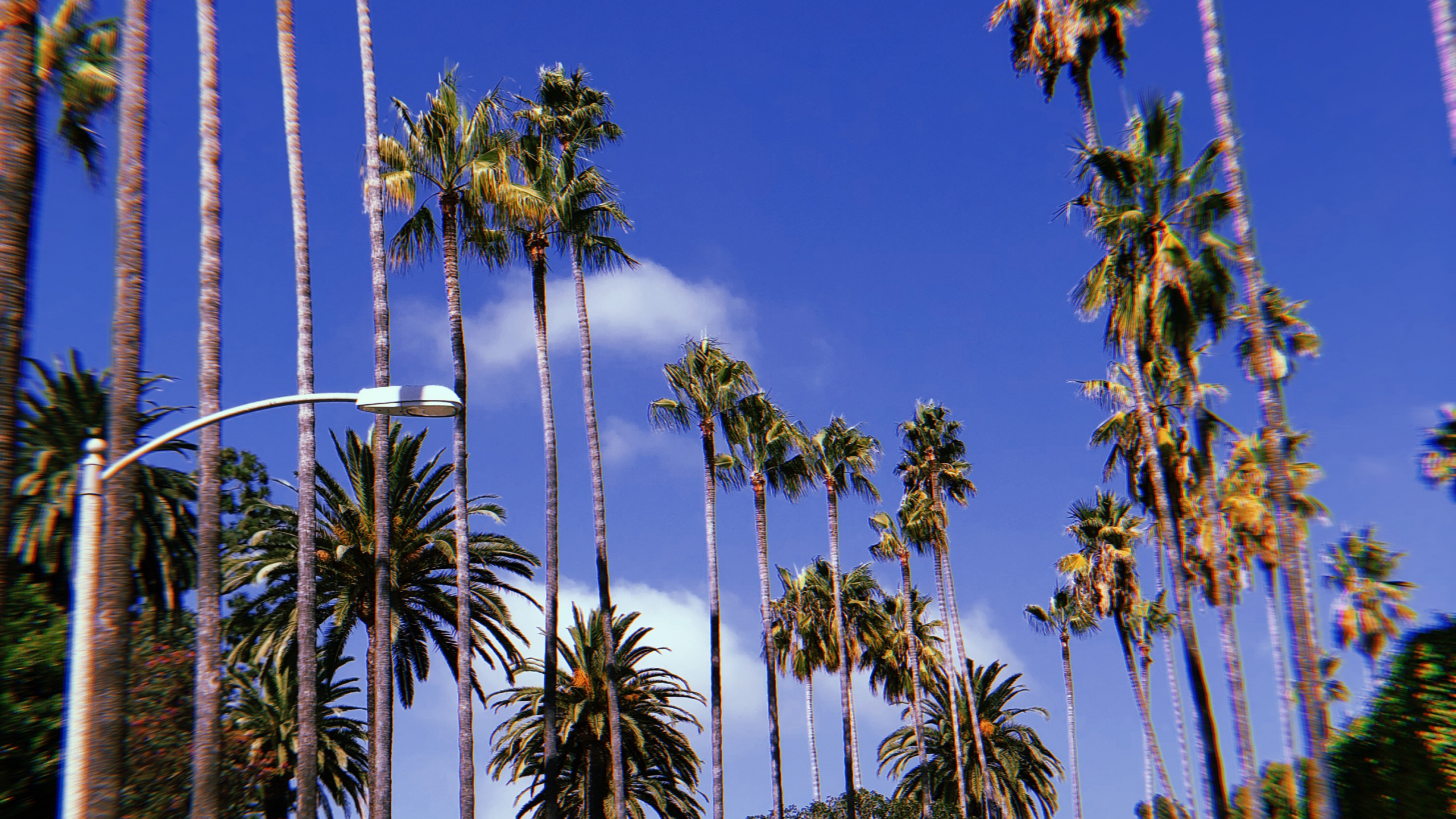 Hollywood, Palmier, Bleu Majorelle, Plantes Ligneuses, Tropique. Wallpaper in 2560x1440 Resolution