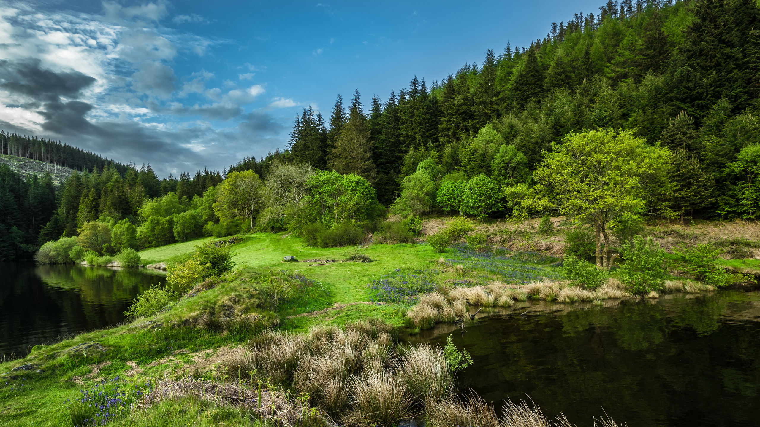 Green Trees Beside River Under Blue Sky During Daytime. Wallpaper in 2560x1440 Resolution