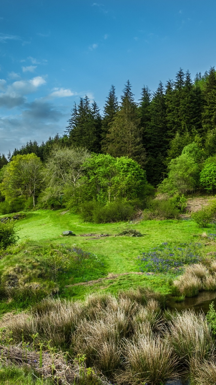 Green Trees Beside River Under Blue Sky During Daytime. Wallpaper in 720x1280 Resolution