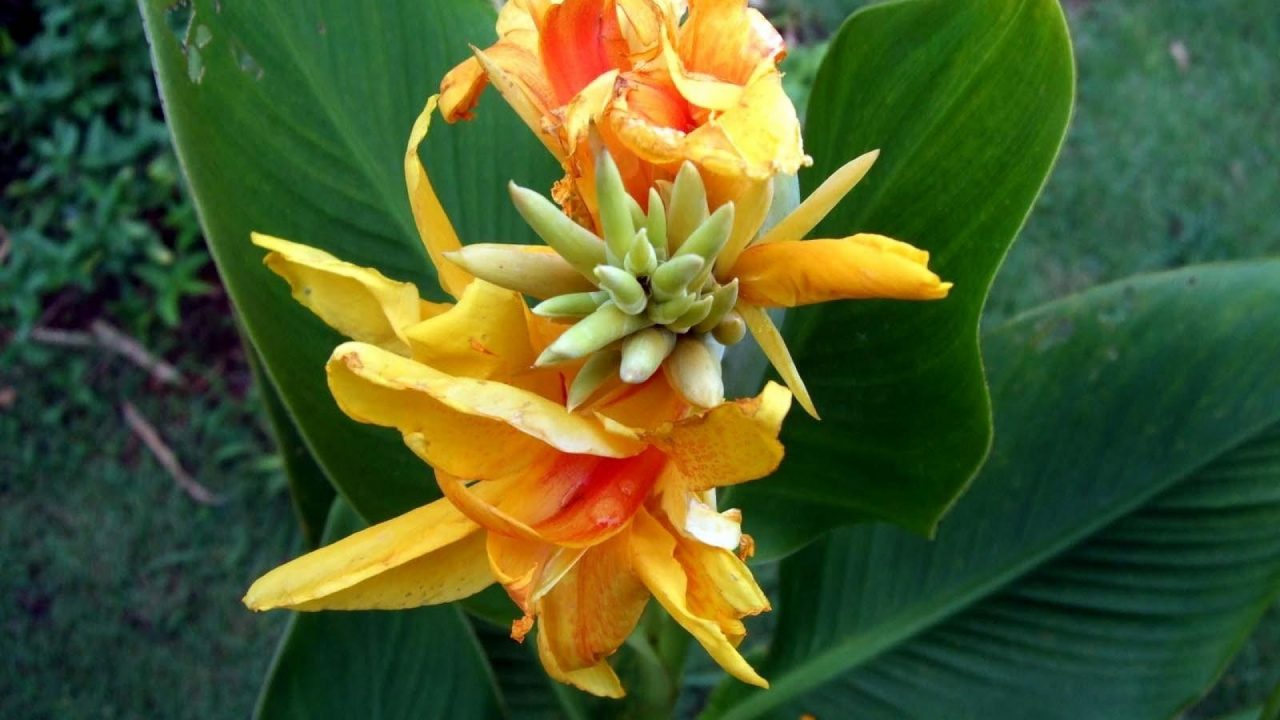 Yellow and Red Flower in Bloom During Daytime. Wallpaper in 1280x720 Resolution