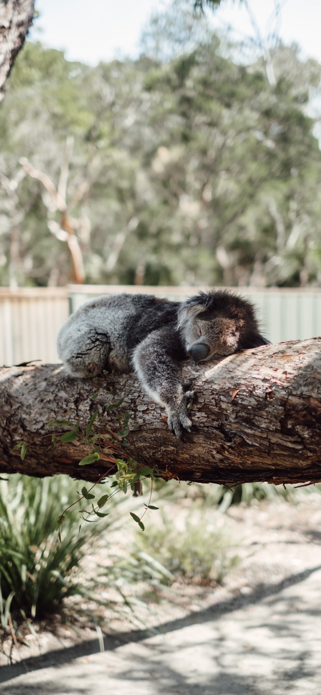 Koala Gris Sur Une Branche D'arbre Brun Pendant la Journée. Wallpaper in 1125x2436 Resolution