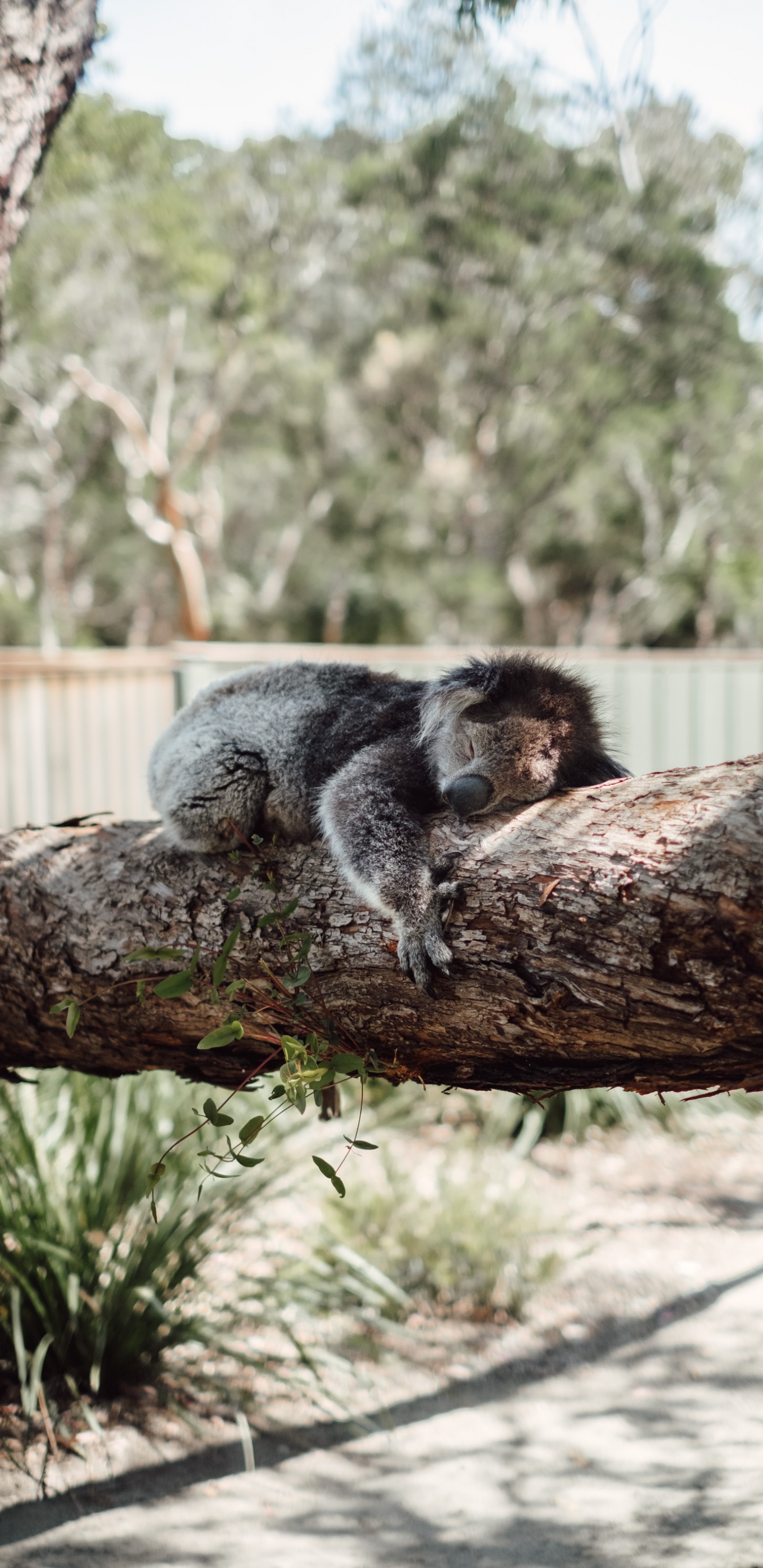 Koala Gris en la Rama de un Árbol Marrón Durante el Día. Wallpaper in 1440x2960 Resolution