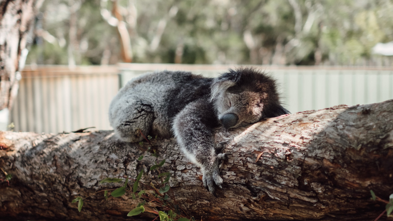 Gray Koala on Brown Tree Branch During Daytime. Wallpaper in 1280x720 Resolution