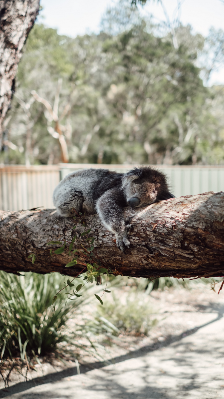 Gray Koala on Brown Tree Branch During Daytime. Wallpaper in 750x1334 Resolution