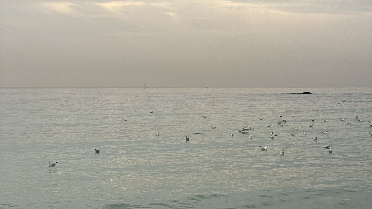 大海, 海鸟, 潮, 人体内的水, 冬天 壁纸 1280x720 允许