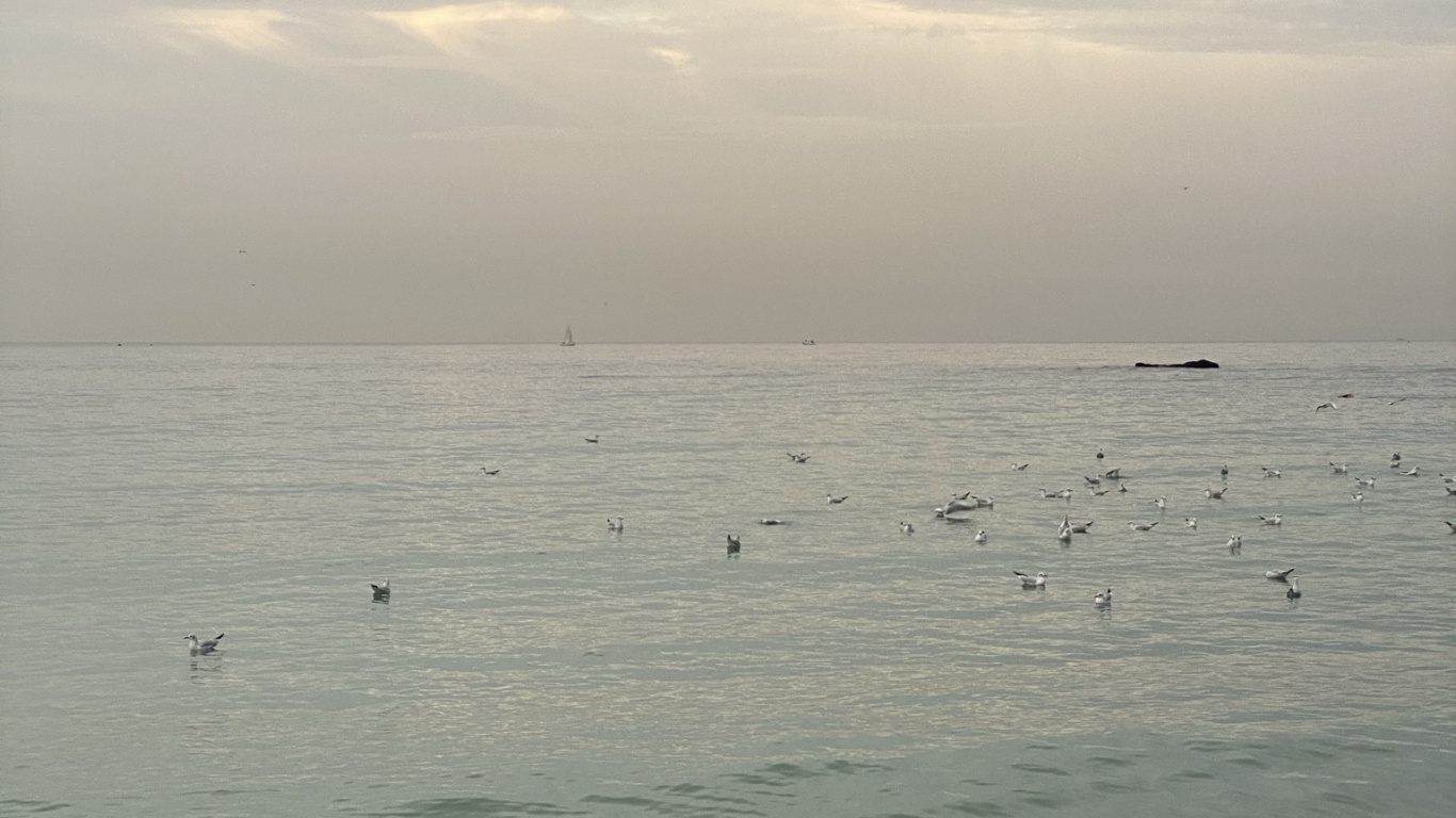 大海, 海鸟, 潮, 人体内的水, 冬天 壁纸 1366x768 允许