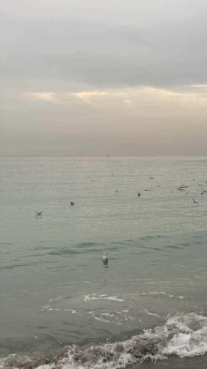 Mar, Fangoso, Agua, Pájaros, de Aves Marinas. Wallpaper in 720x1280 Resolution