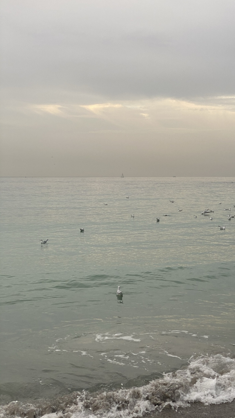 Mar, Fangoso, Agua, Pájaros, de Aves Marinas. Wallpaper in 750x1334 Resolution