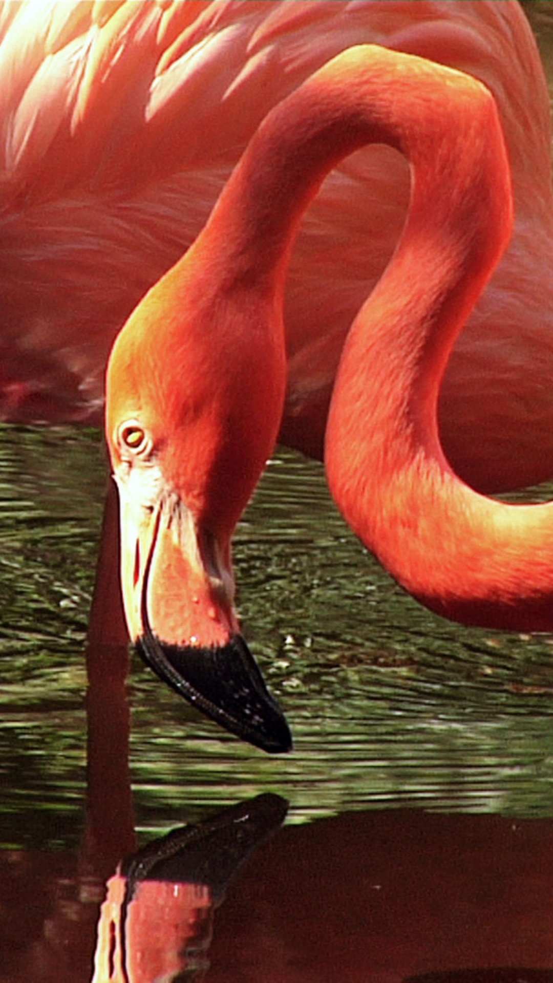 Flamant Rose Sur L'eau Pendant la Journée. Wallpaper in 1080x1920 Resolution