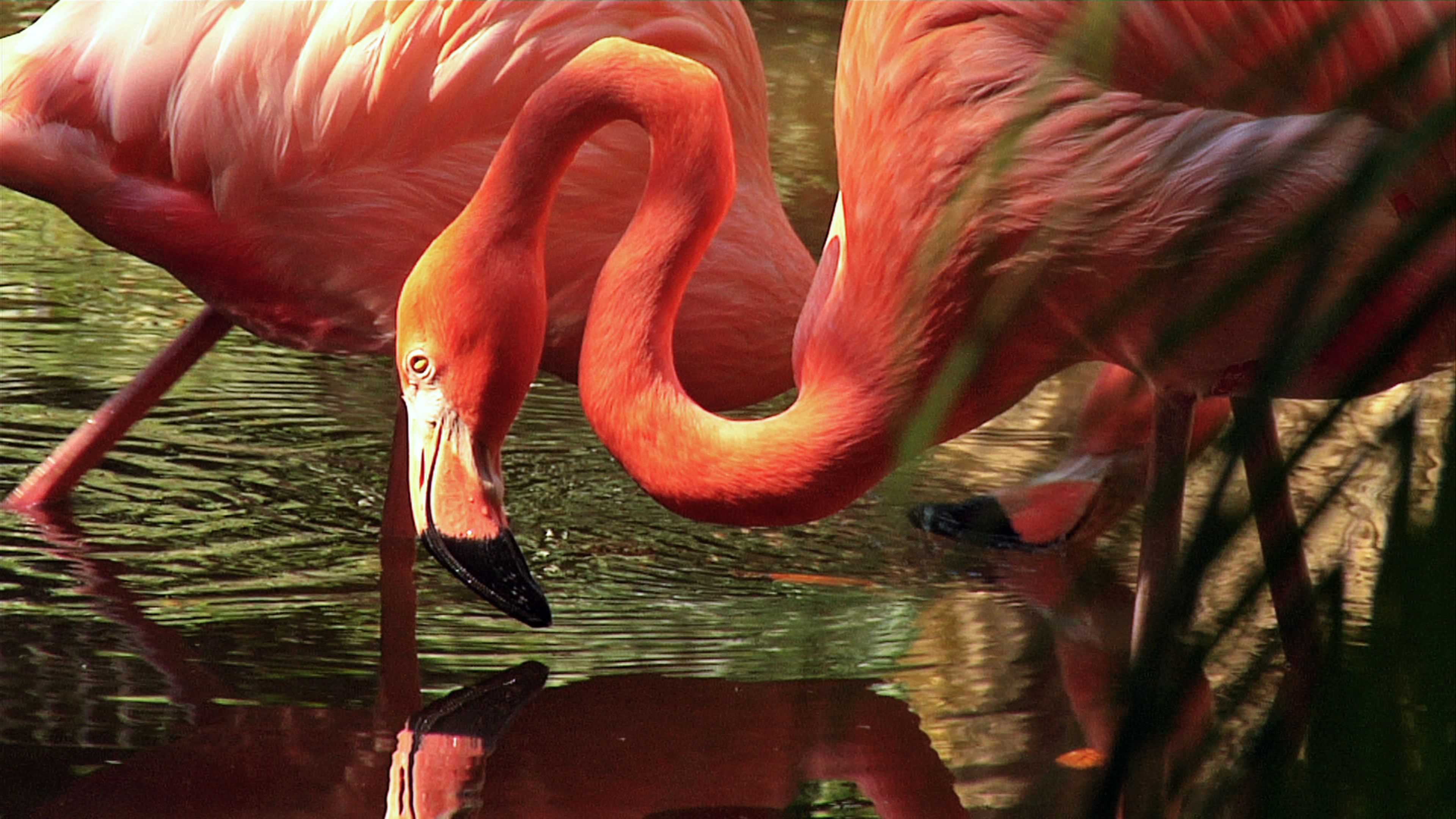 Rosa Flamingo Tagsüber Auf Dem Wasser. Wallpaper in 3840x2160 Resolution