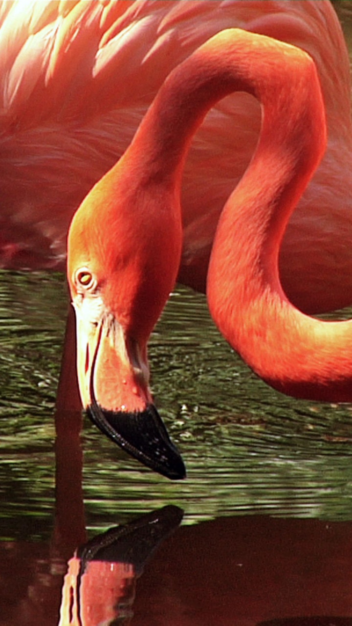 Rosa Flamingo Tagsüber Auf Dem Wasser. Wallpaper in 720x1280 Resolution