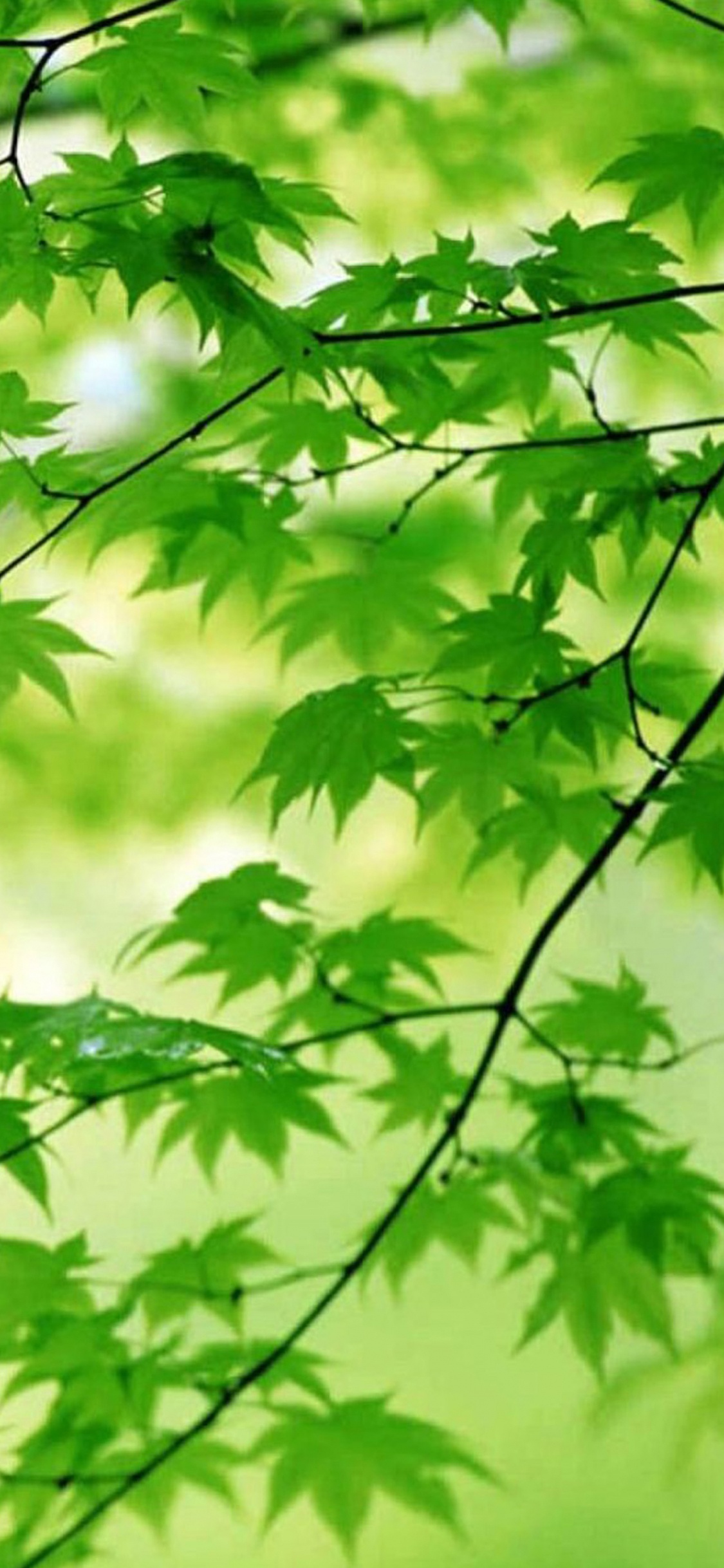 Leaf, Green, Tree, Branch, Plant. Wallpaper in 1125x2436 Resolution