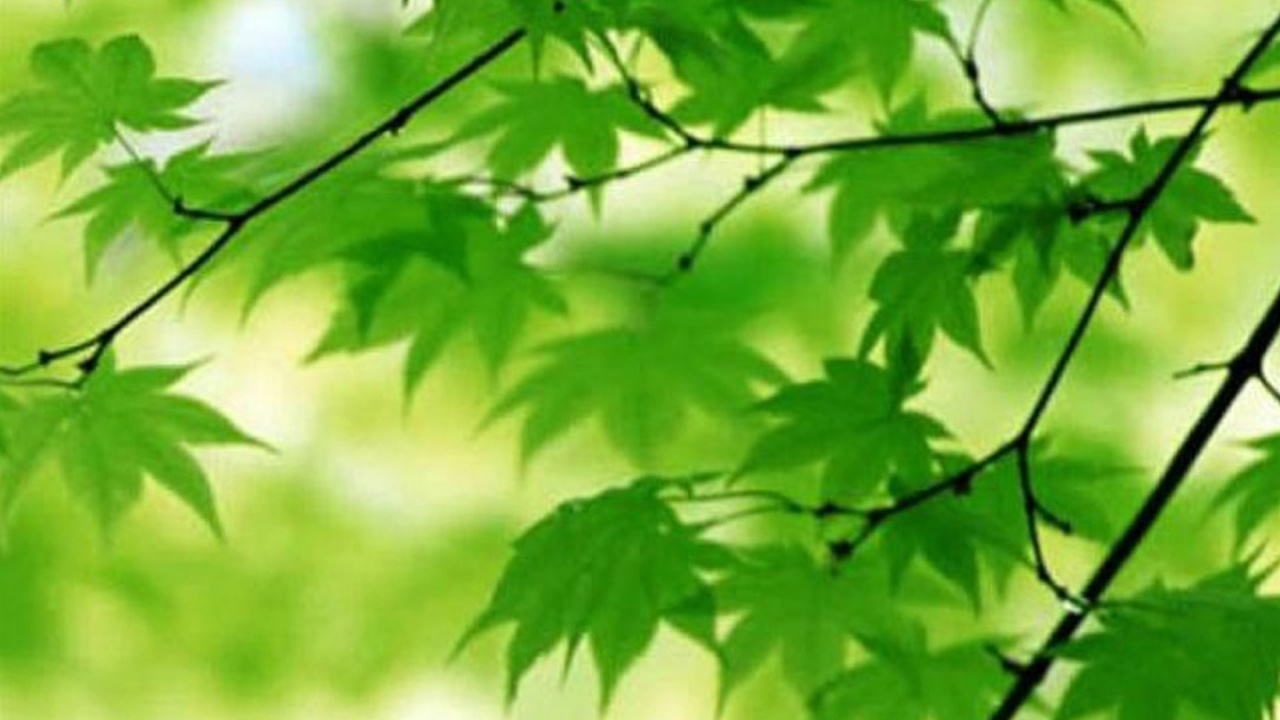 绿色的, 木本植物, 显花植物, 树枝 壁纸 1280x720 允许