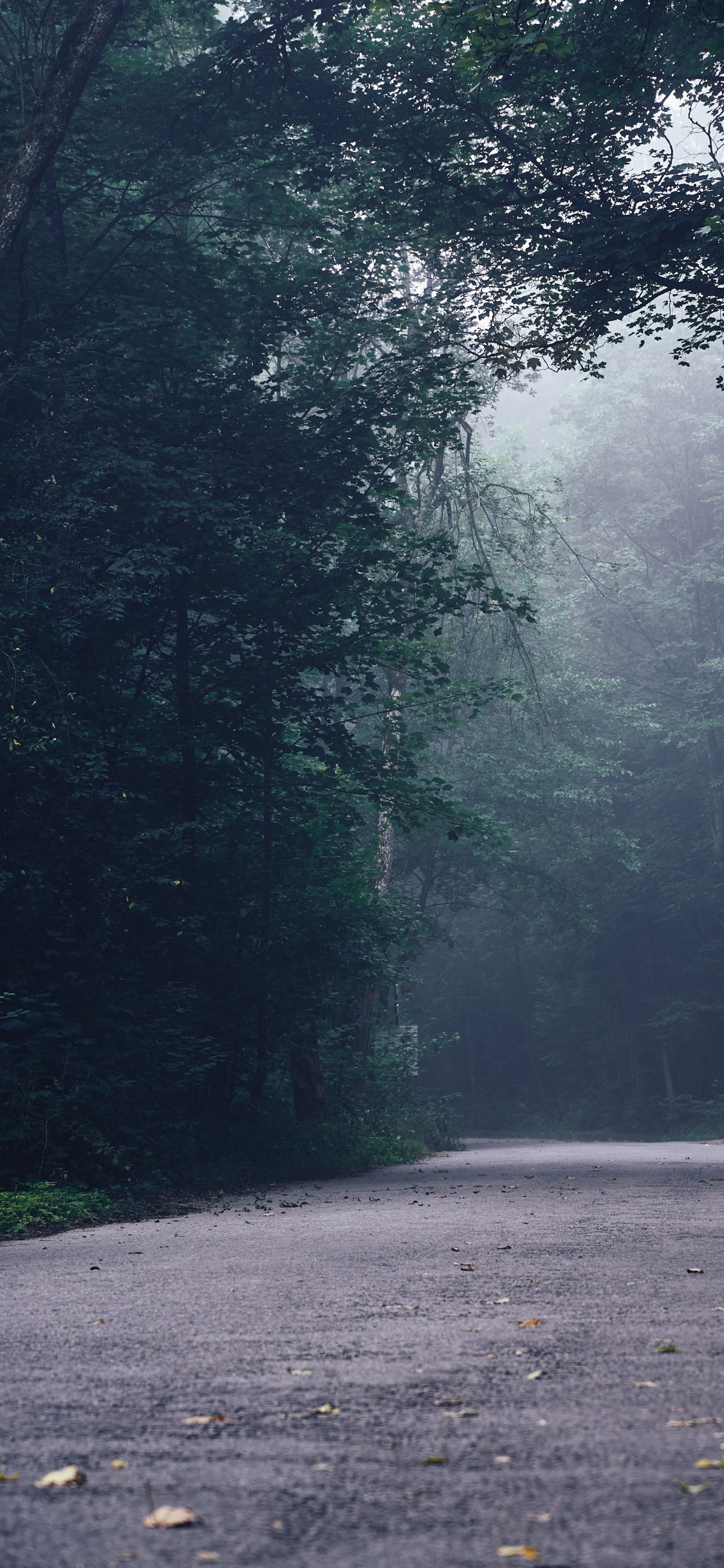 Carretera, Selva, Entorno Natural, Los Bosques de Viejo Crecimiento, Paisaje Natural. Wallpaper in 1125x2436 Resolution