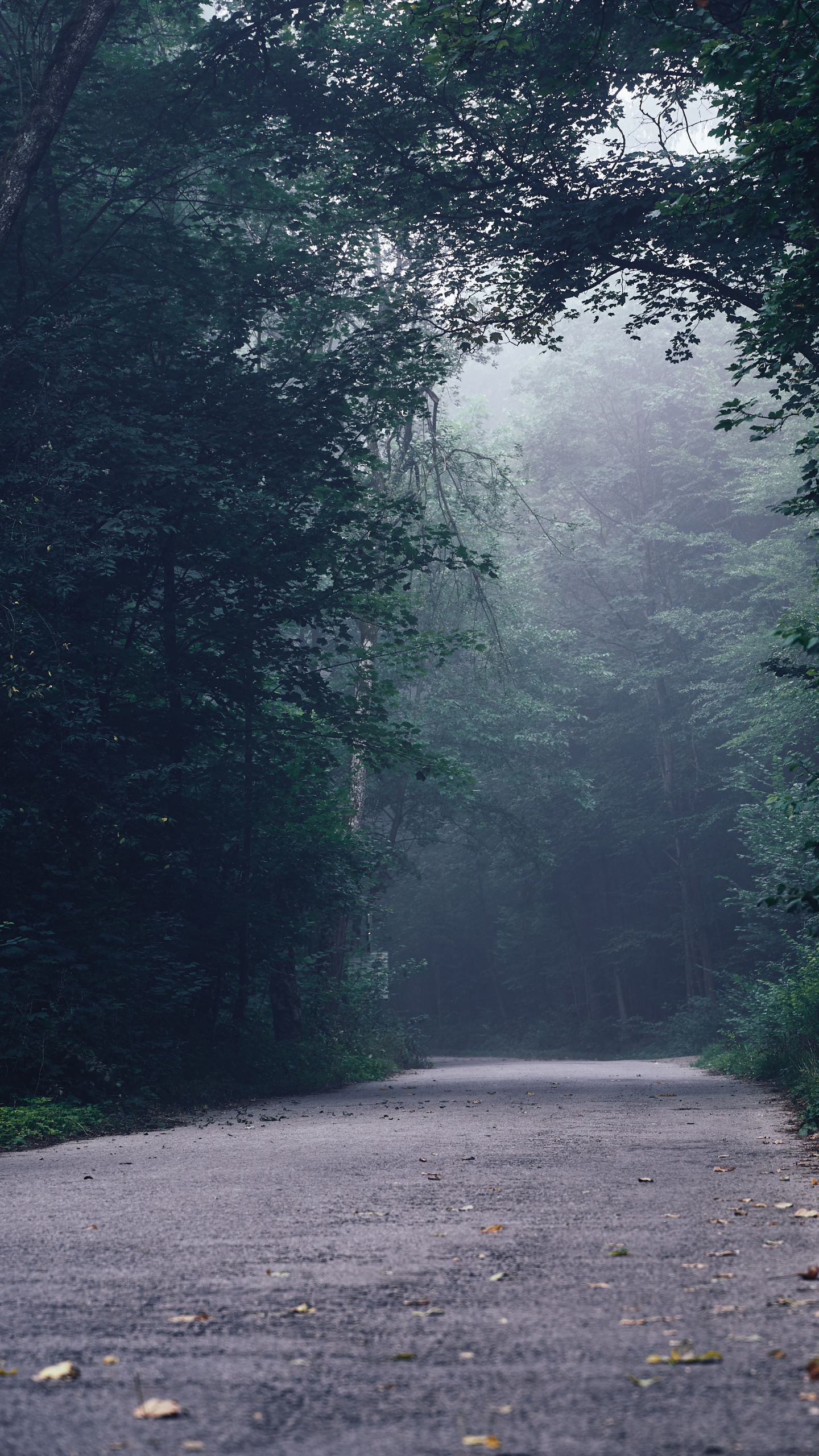 Carretera, Selva, Entorno Natural, Los Bosques de Viejo Crecimiento, Paisaje Natural. Wallpaper in 1440x2560 Resolution
