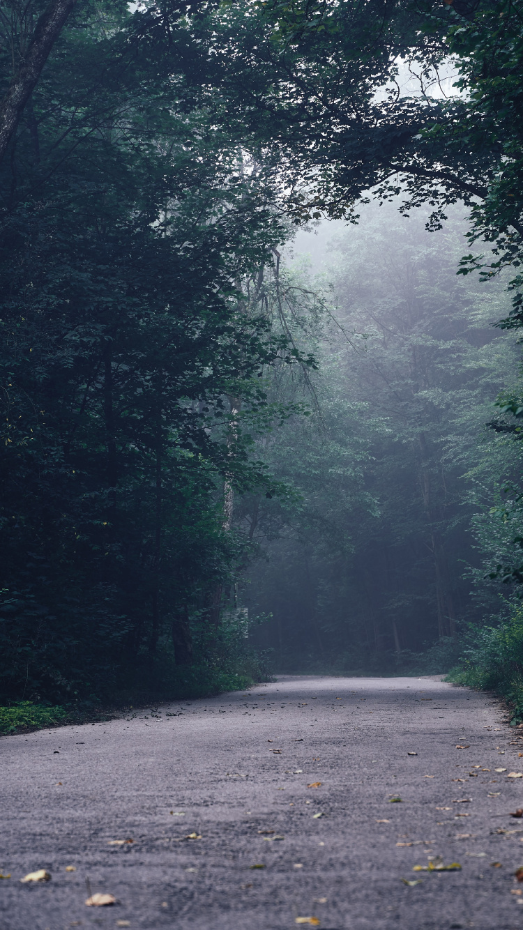 Carretera, Selva, Entorno Natural, Los Bosques de Viejo Crecimiento, Paisaje Natural. Wallpaper in 750x1334 Resolution