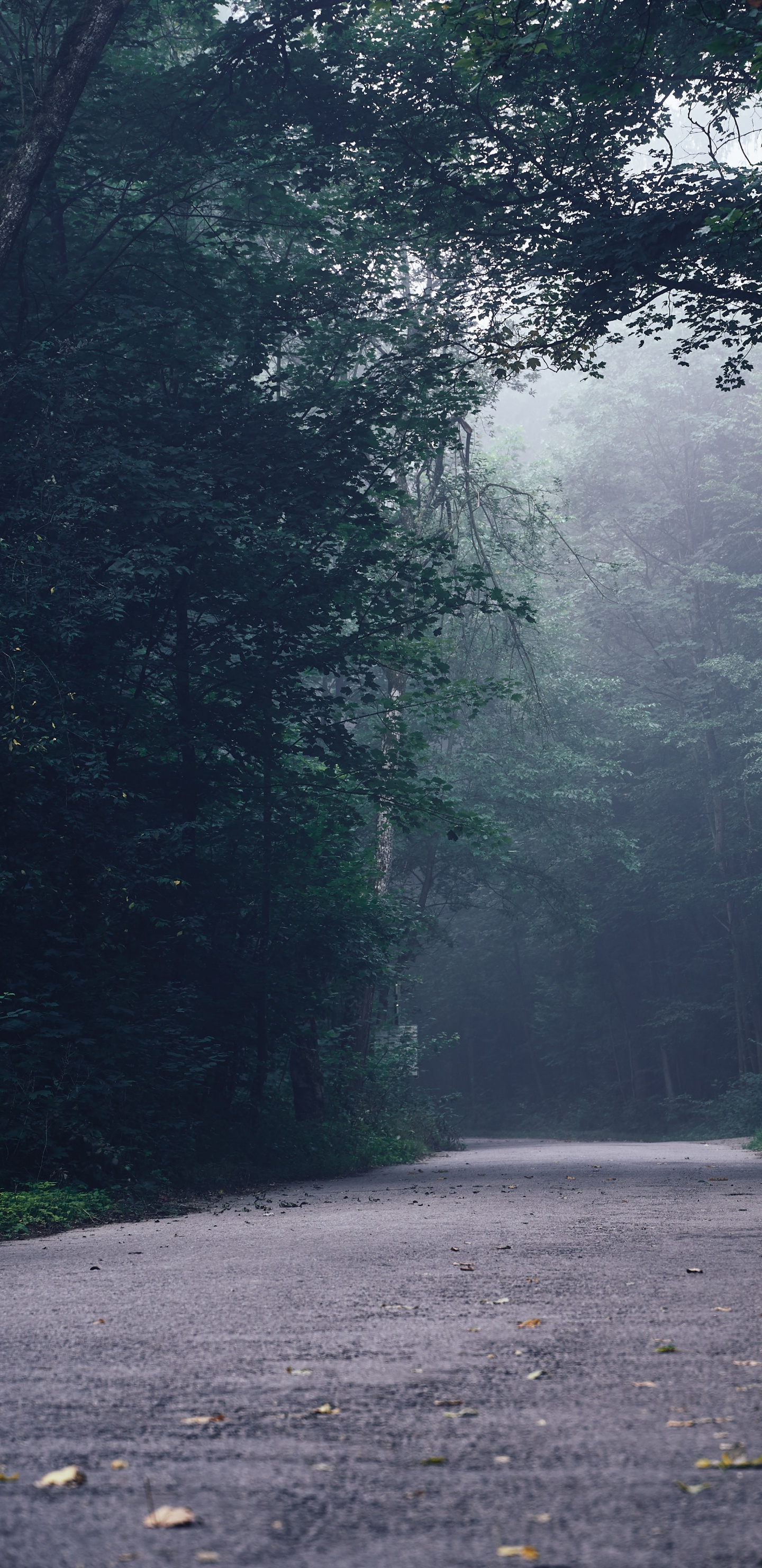 Road, Tree, Forest, Rainforest, Natural Environment. Wallpaper in 1440x2960 Resolution