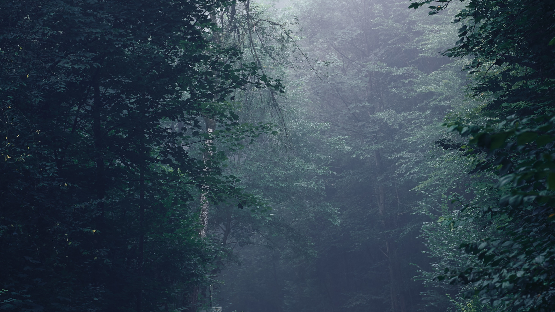 Road, Tree, Forest, Rainforest, Natural Environment. Wallpaper in 1920x1080 Resolution