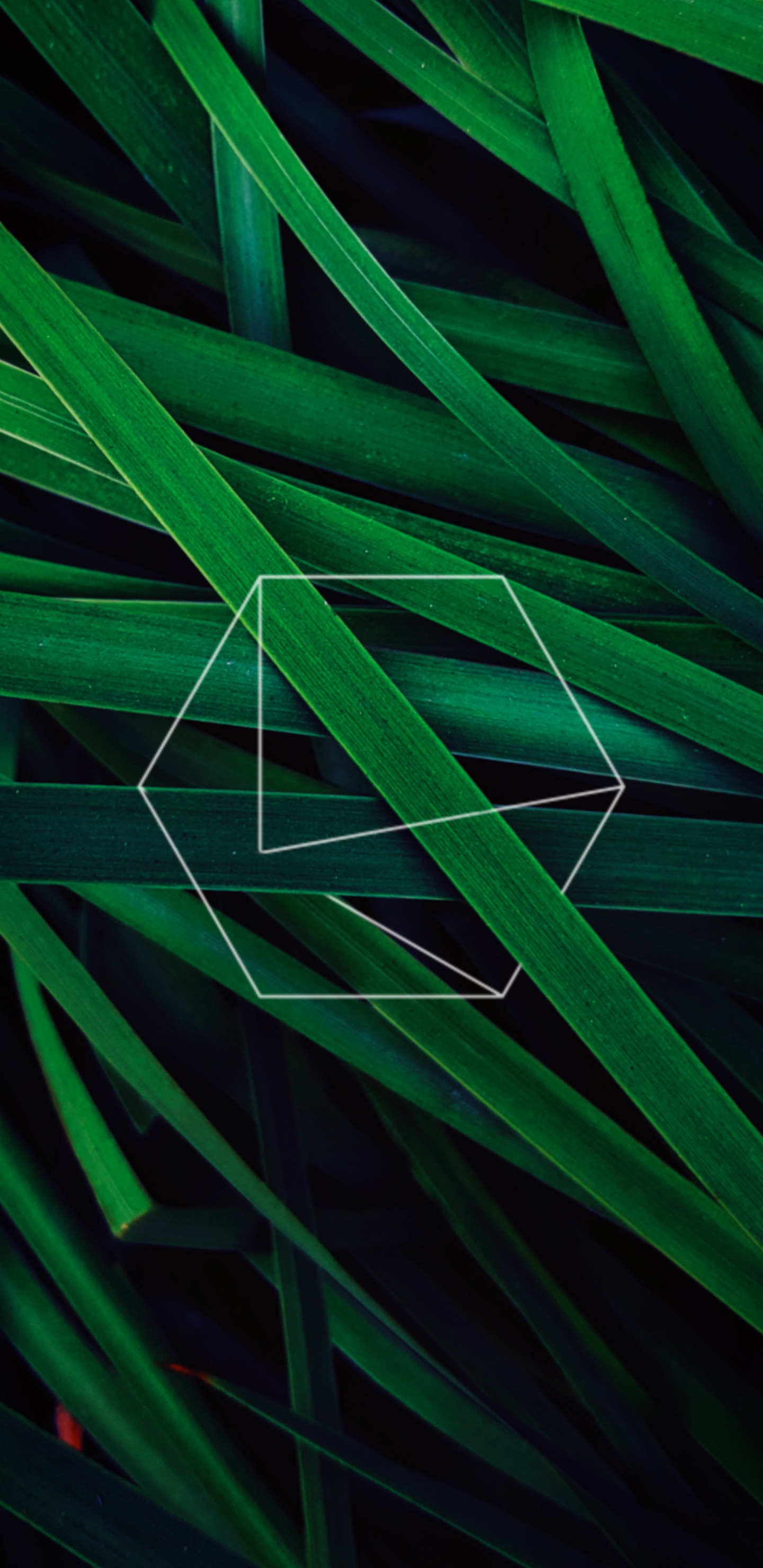 Leaf, Apples, Green, Pattern, Terrestrial Plant. Wallpaper in 1440x2960 Resolution