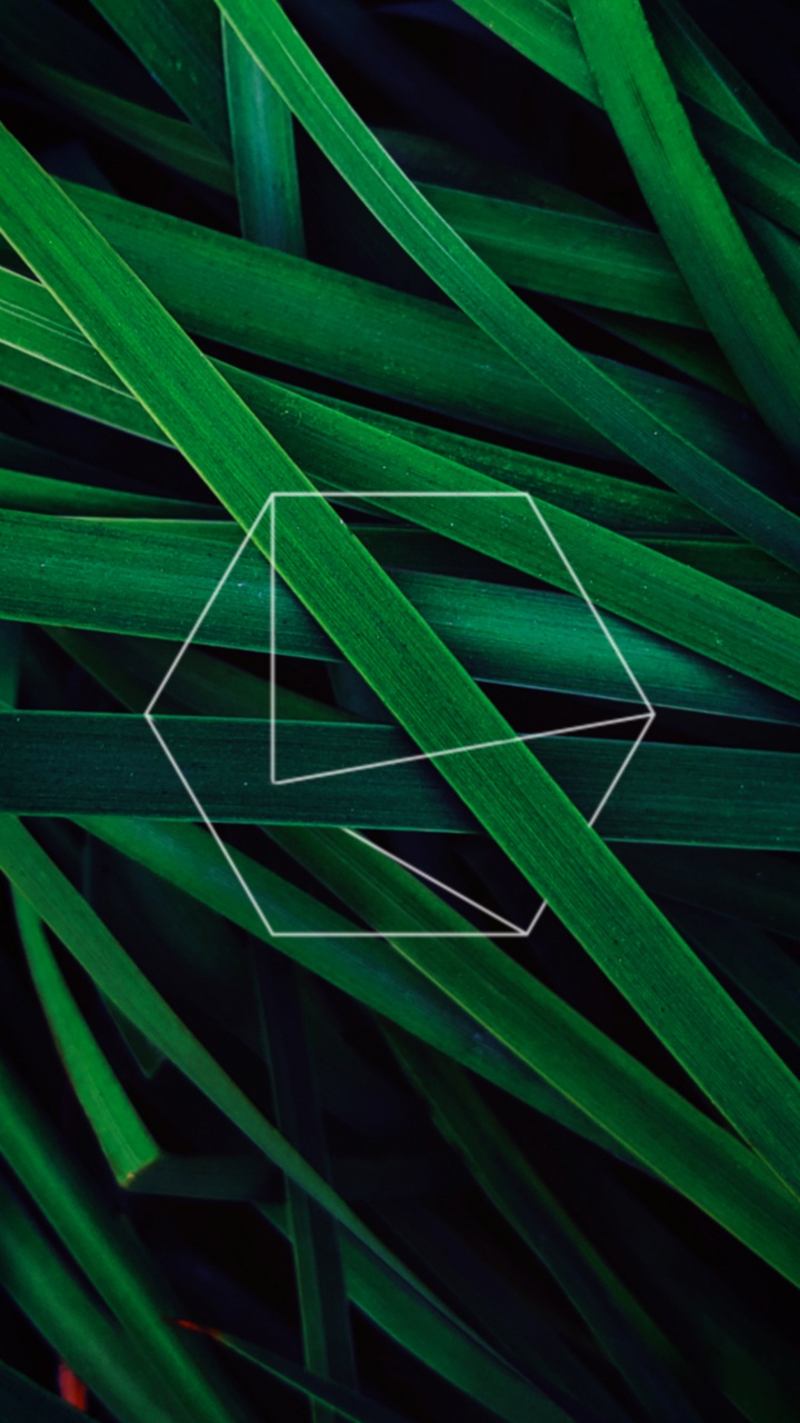 Leaf, Apples, Green, Pattern, Terrestrial Plant. Wallpaper in 720x1280 Resolution