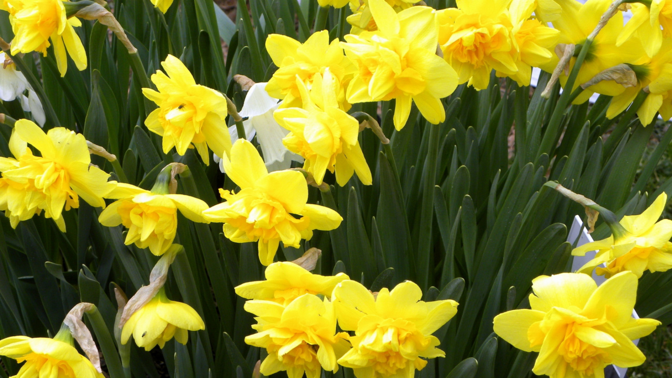 Narcisos Amarillos en Flor Durante el Día. Wallpaper in 1366x768 Resolution