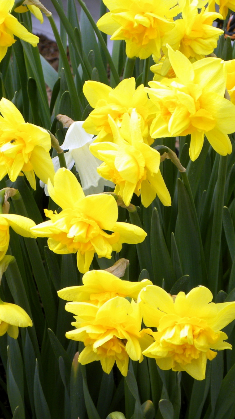 Jonquilles Jaunes en Fleurs Pendant la Journée. Wallpaper in 750x1334 Resolution
