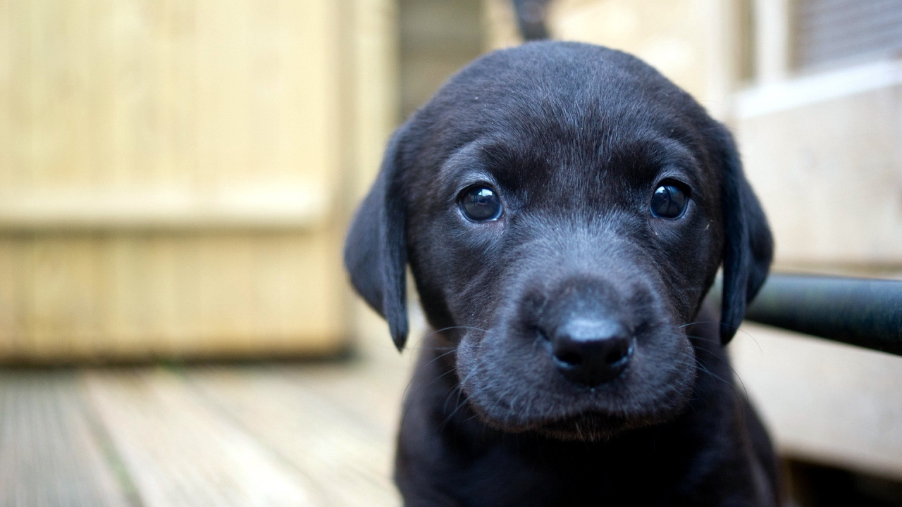 Black Labrador Retriever Puppy on Brown Wooden Floor. Wallpaper in 1280x720 Resolution