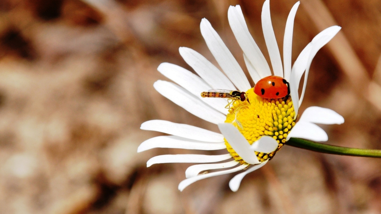 Yellow and Black Ladybug Perched on White Daisy in Close up Photography During Daytime. Wallpaper in 1280x720 Resolution