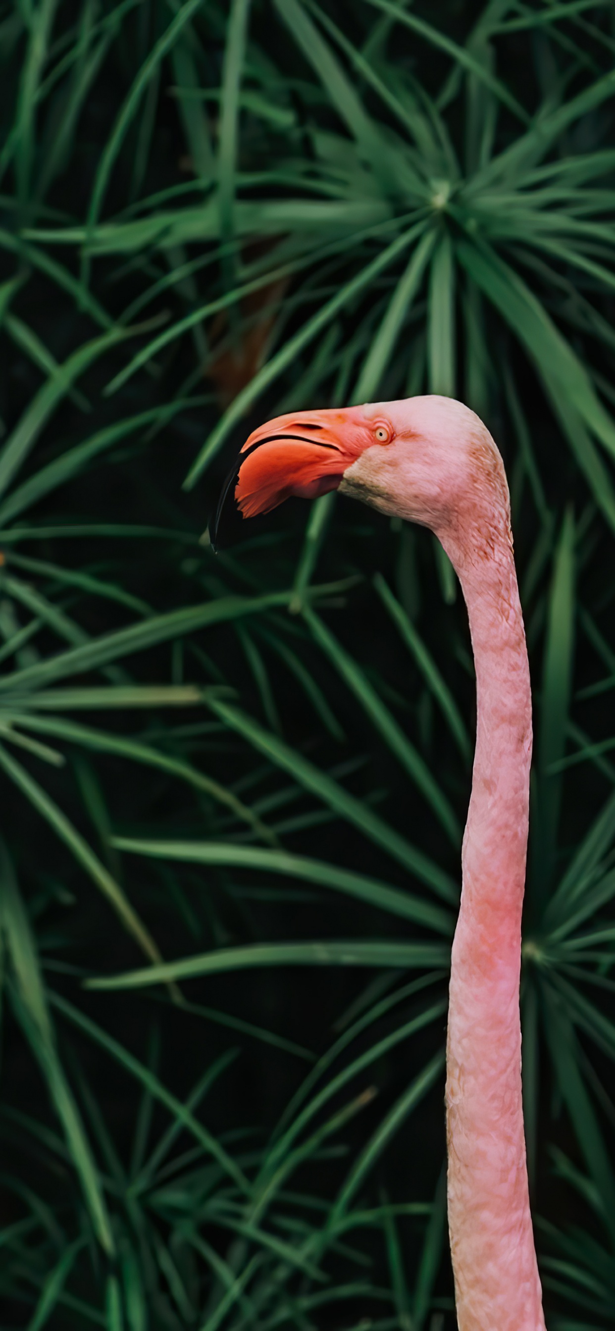 Beak, Birds, Plant Stem, Biology, Science. Wallpaper in 1242x2688 Resolution