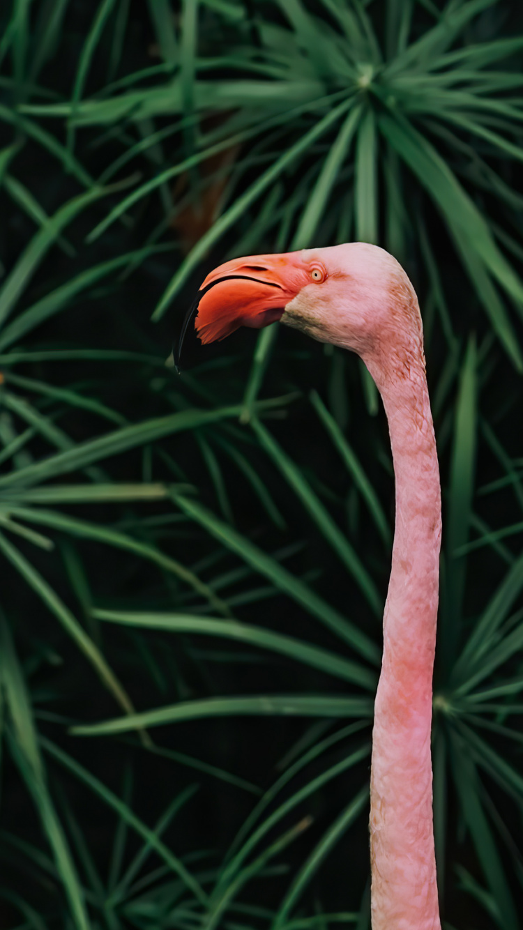 Beak, Birds, Plant Stem, Biology, Science. Wallpaper in 750x1334 Resolution