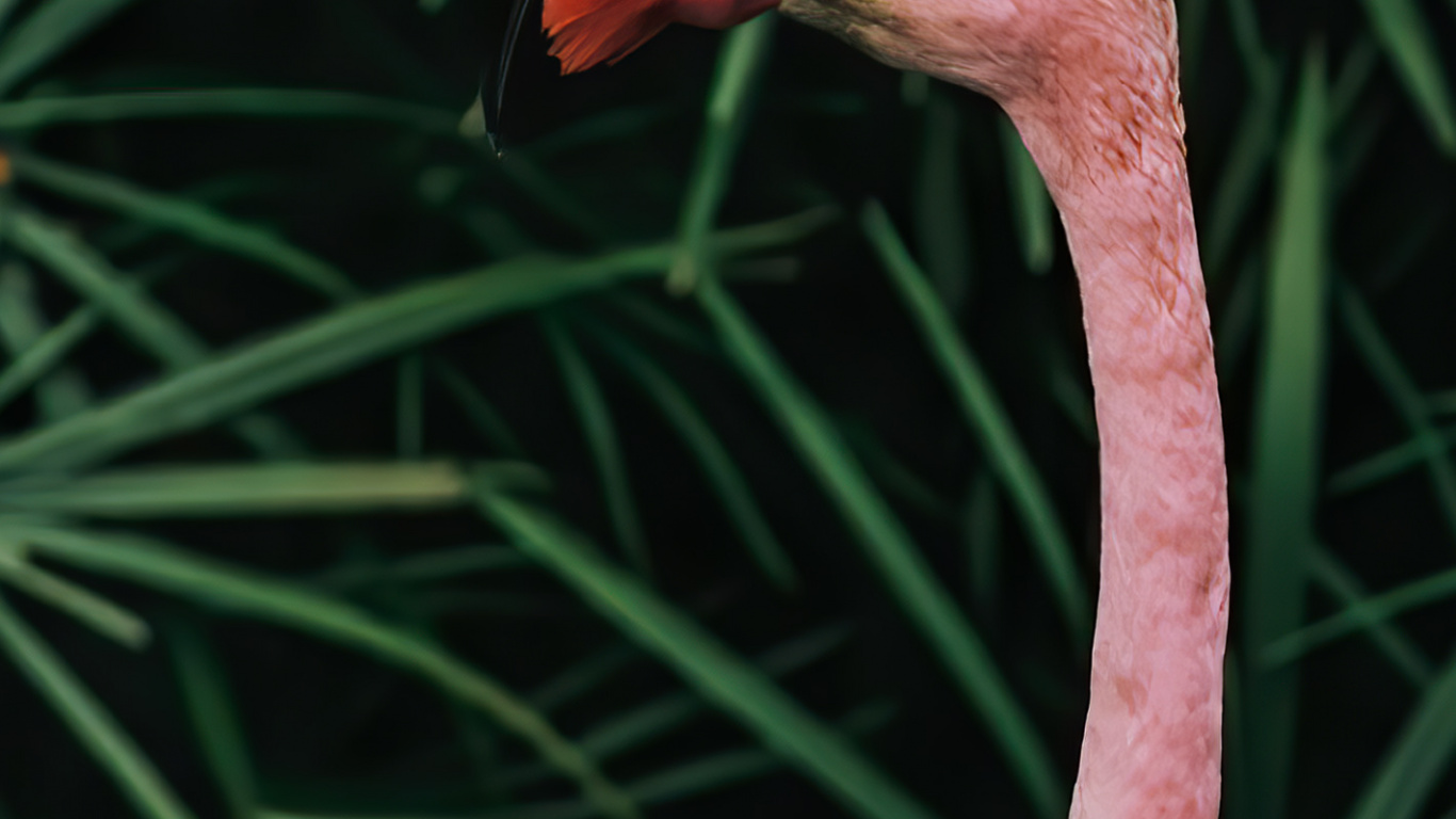 Pico, Pájaros, Tallo de la Planta, Biología, Ciencia. Wallpaper in 1366x768 Resolution