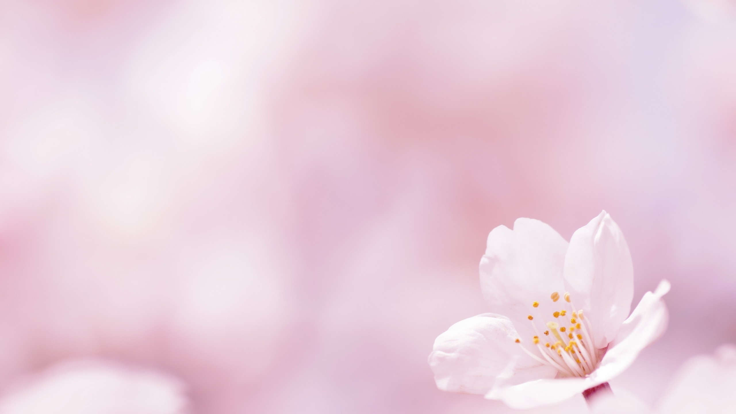 White and Yellow Flower in Macro Shot. Wallpaper in 2560x1440 Resolution