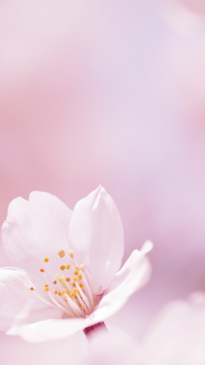 White and Yellow Flower in Macro Shot. Wallpaper in 720x1280 Resolution