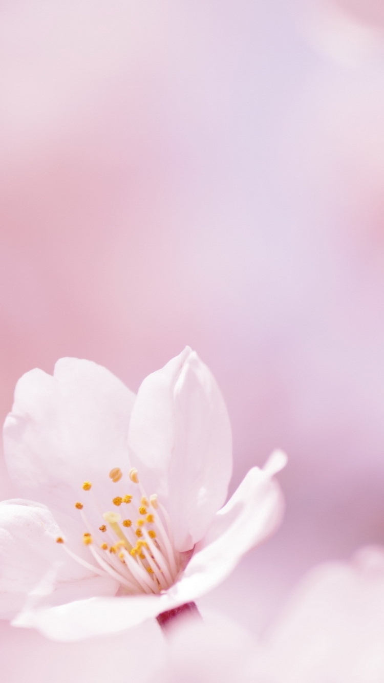 White and Yellow Flower in Macro Shot. Wallpaper in 750x1334 Resolution