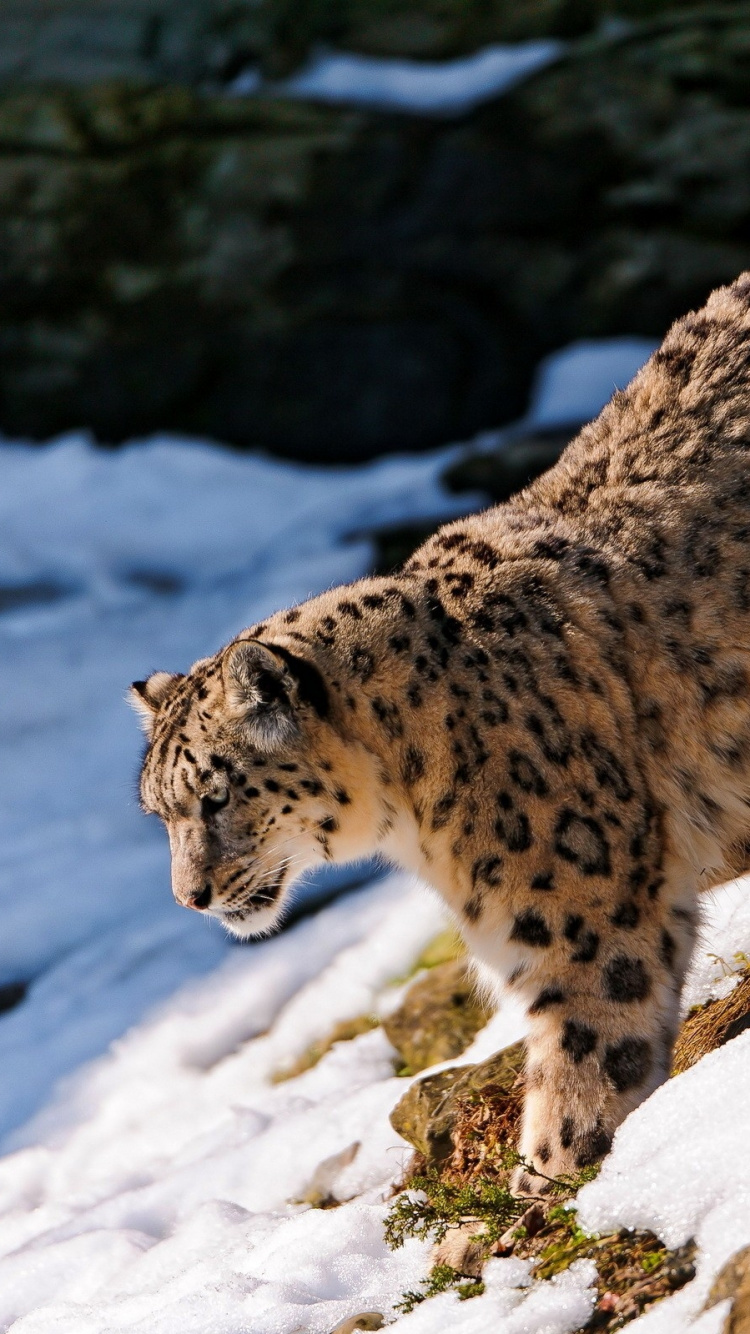 Leopardo en la Cima de la Roca. Wallpaper in 750x1334 Resolution