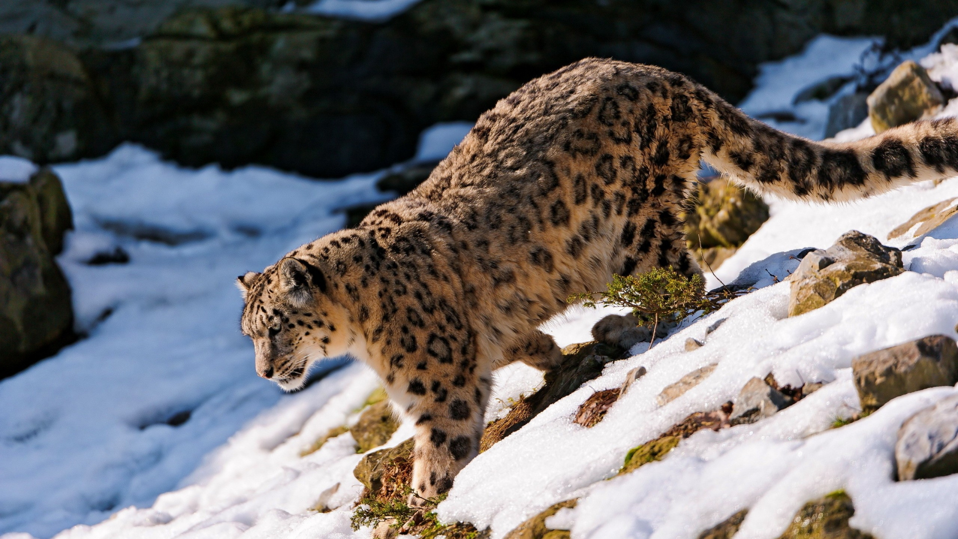 Leopard Auf Felsen. Wallpaper in 1920x1080 Resolution