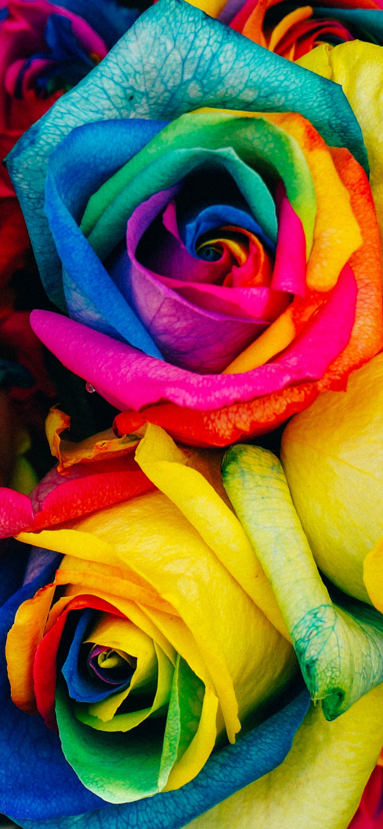 Multicolor Flowers, Rainbow Rose, Flower, Rose, Floristry. Wallpaper in 1242x2688 Resolution