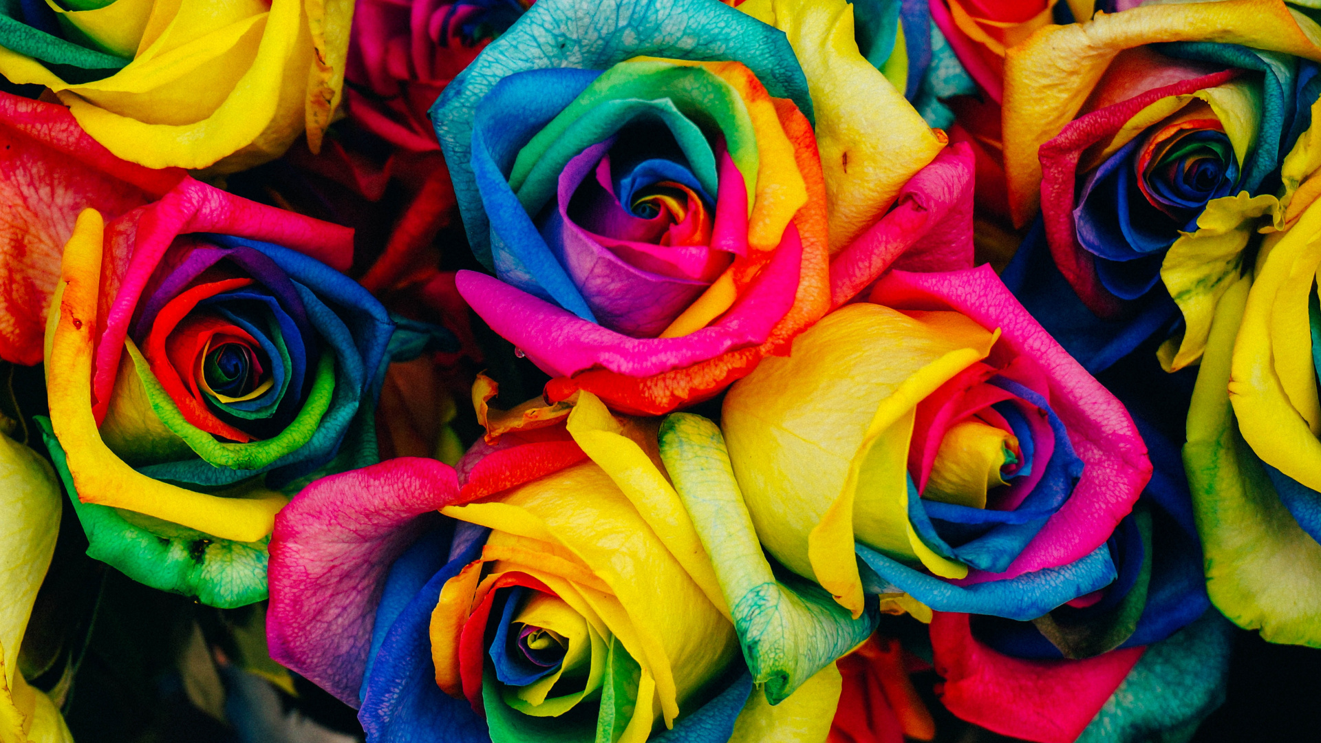Multicolor Flowers, Rainbow Rose, Flower, Rose, Floristry. Wallpaper in 1920x1080 Resolution