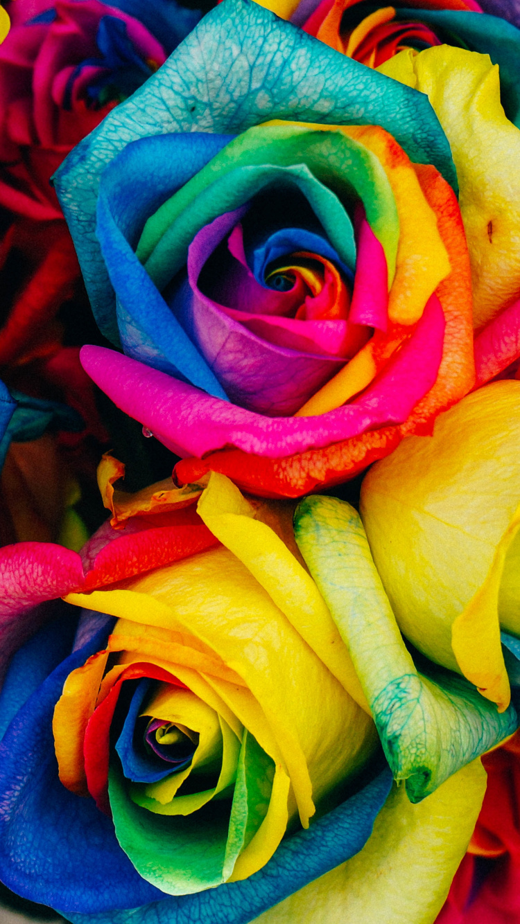 Multicolor Flowers, Rainbow Rose, Flower, Rose, Floristry. Wallpaper in 750x1334 Resolution