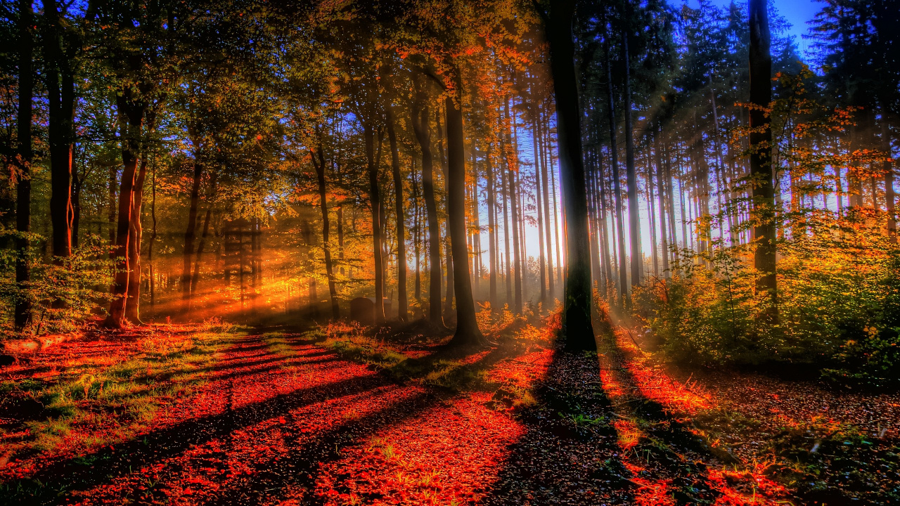 Brown Trees on Forest During Daytime. Wallpaper in 1280x720 Resolution