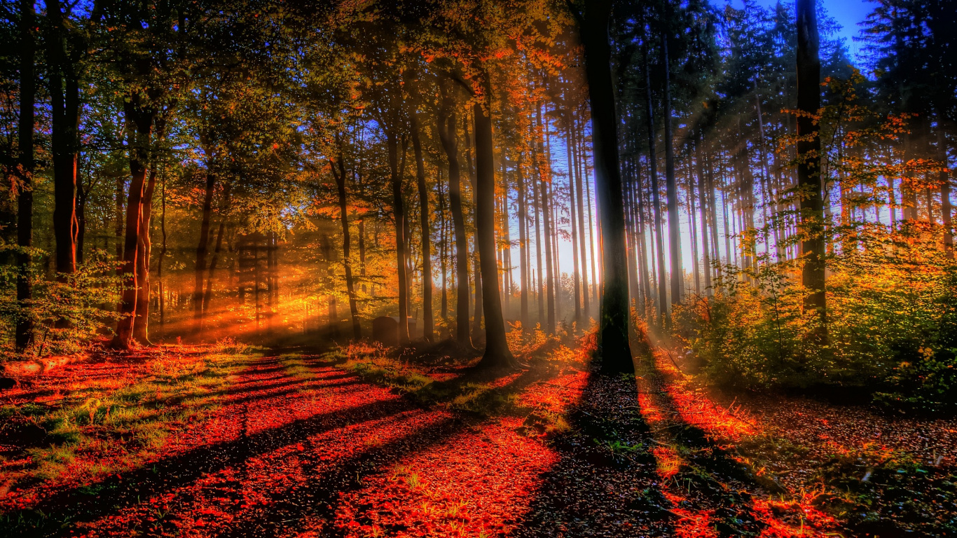Brown Trees on Forest During Daytime. Wallpaper in 1366x768 Resolution