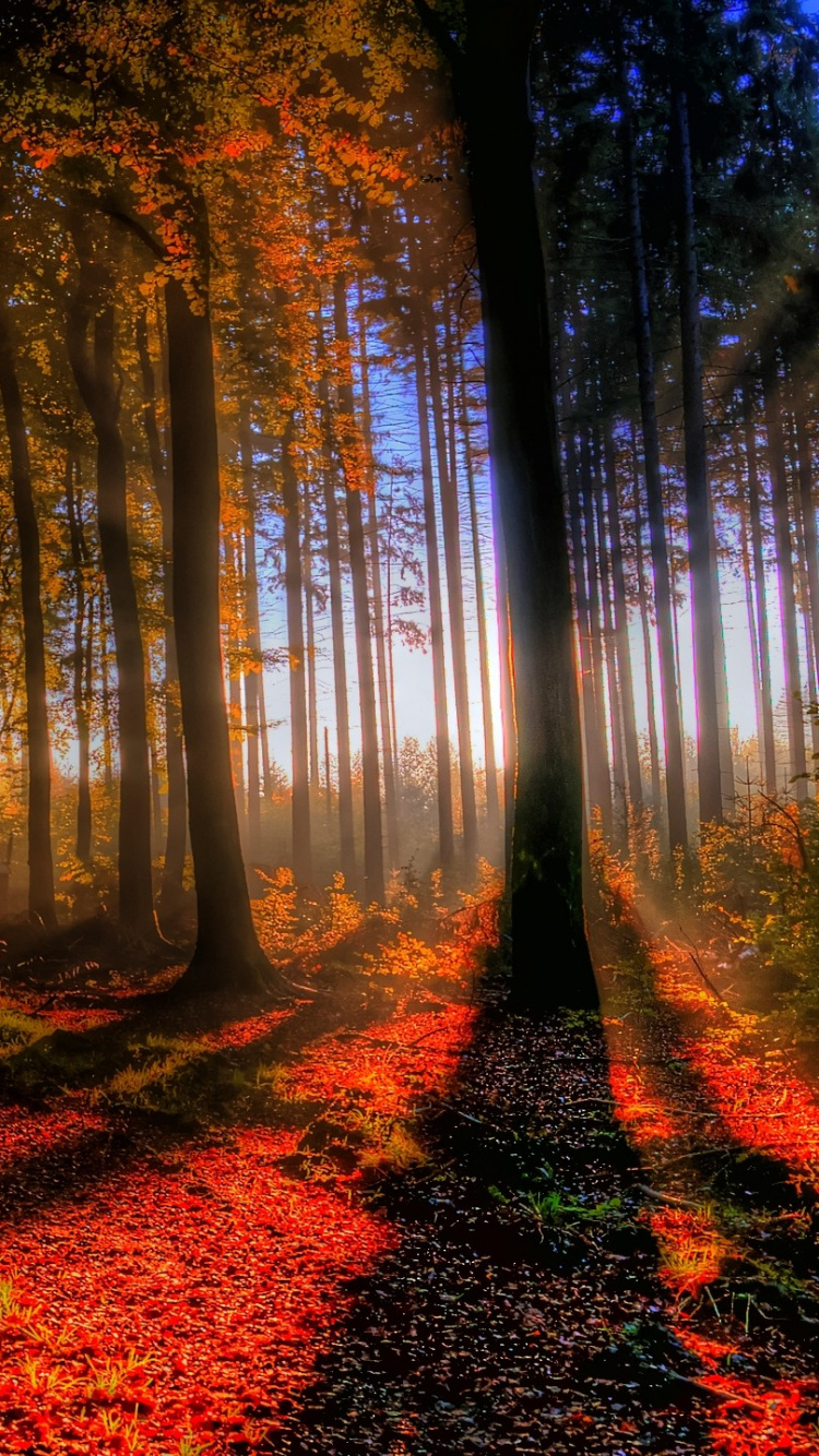 Arbres Bruns Sur la Forêt Pendant la Journée. Wallpaper in 750x1334 Resolution