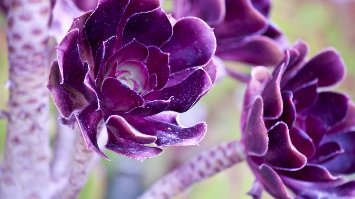 Purple and Green Flower in Close up Photography. Wallpaper in 1366x768 Resolution