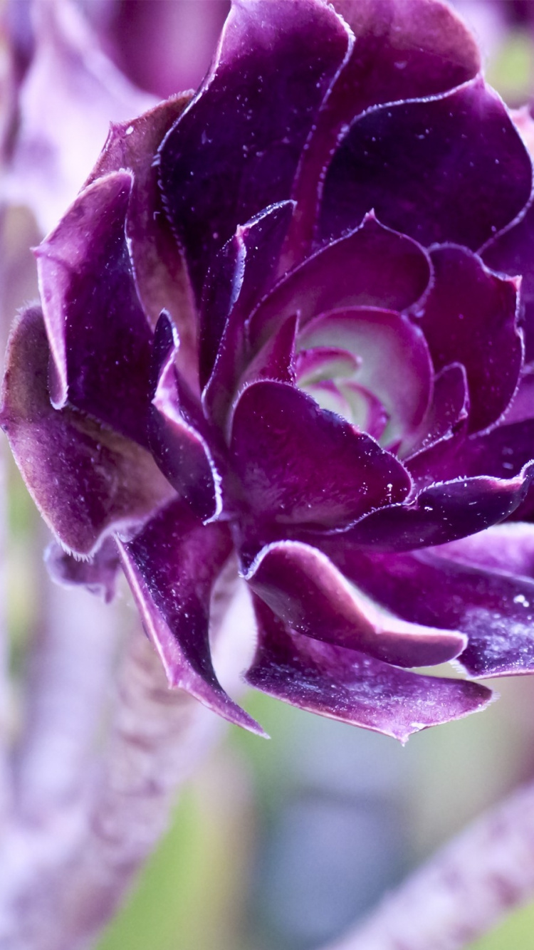 Purple and Green Flower in Close up Photography. Wallpaper in 750x1334 Resolution