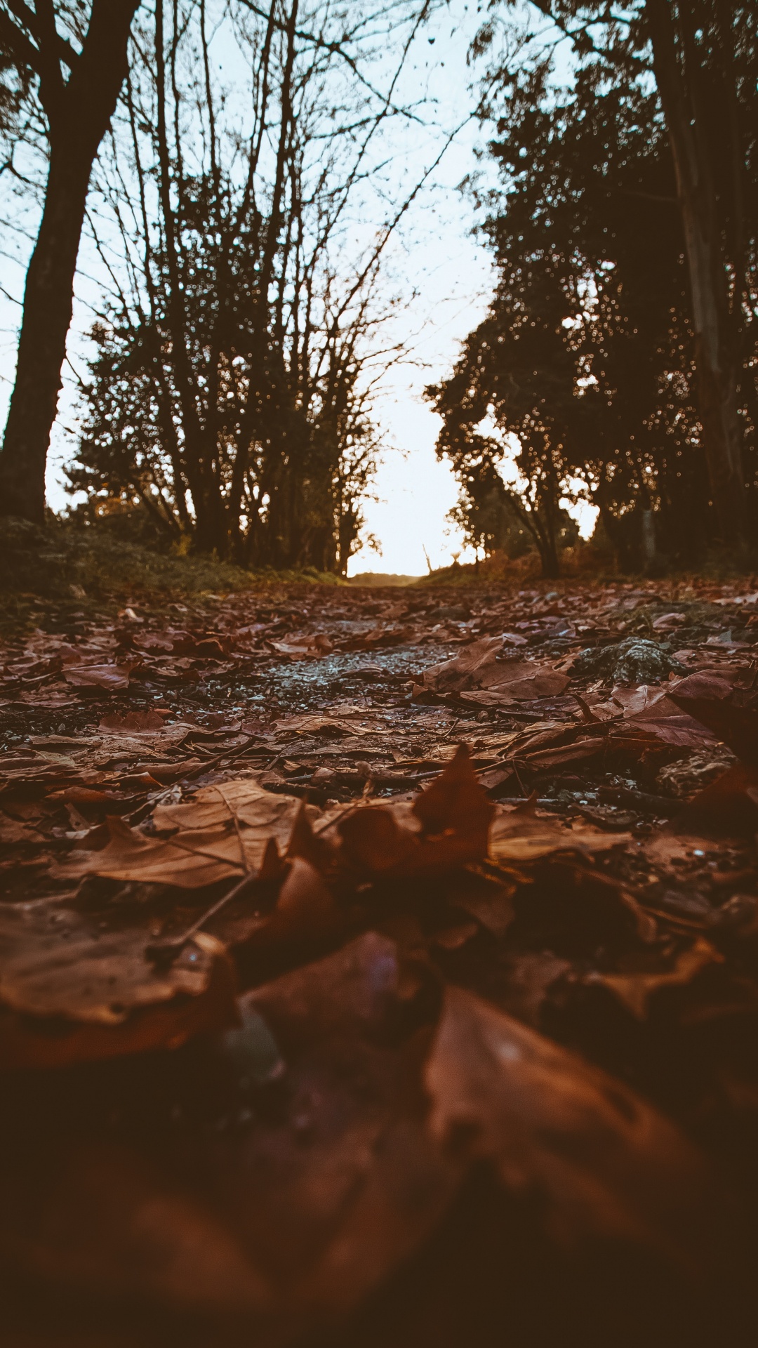 Natural Environment, Tree, Nature, Water, Branch. Wallpaper in 1080x1920 Resolution