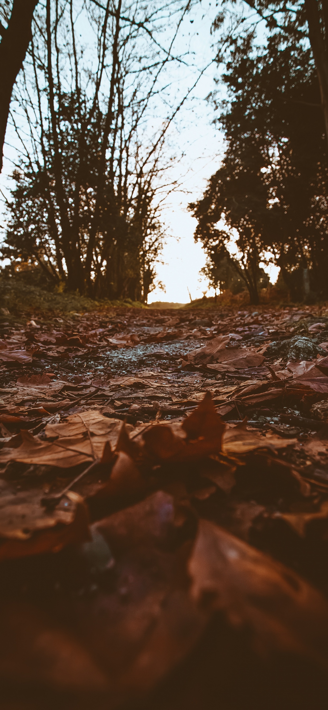 Natural Environment, Tree, Nature, Water, Branch. Wallpaper in 1242x2688 Resolution