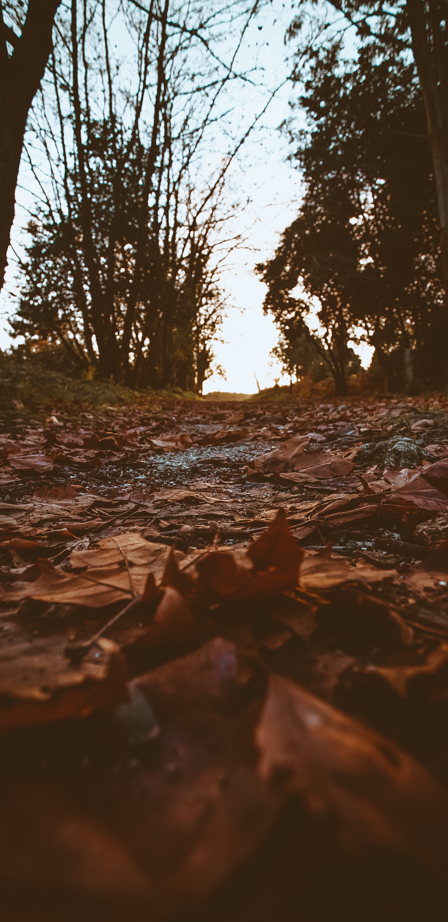 Natural Environment, Tree, Nature, Water, Branch. Wallpaper in 1440x2960 Resolution