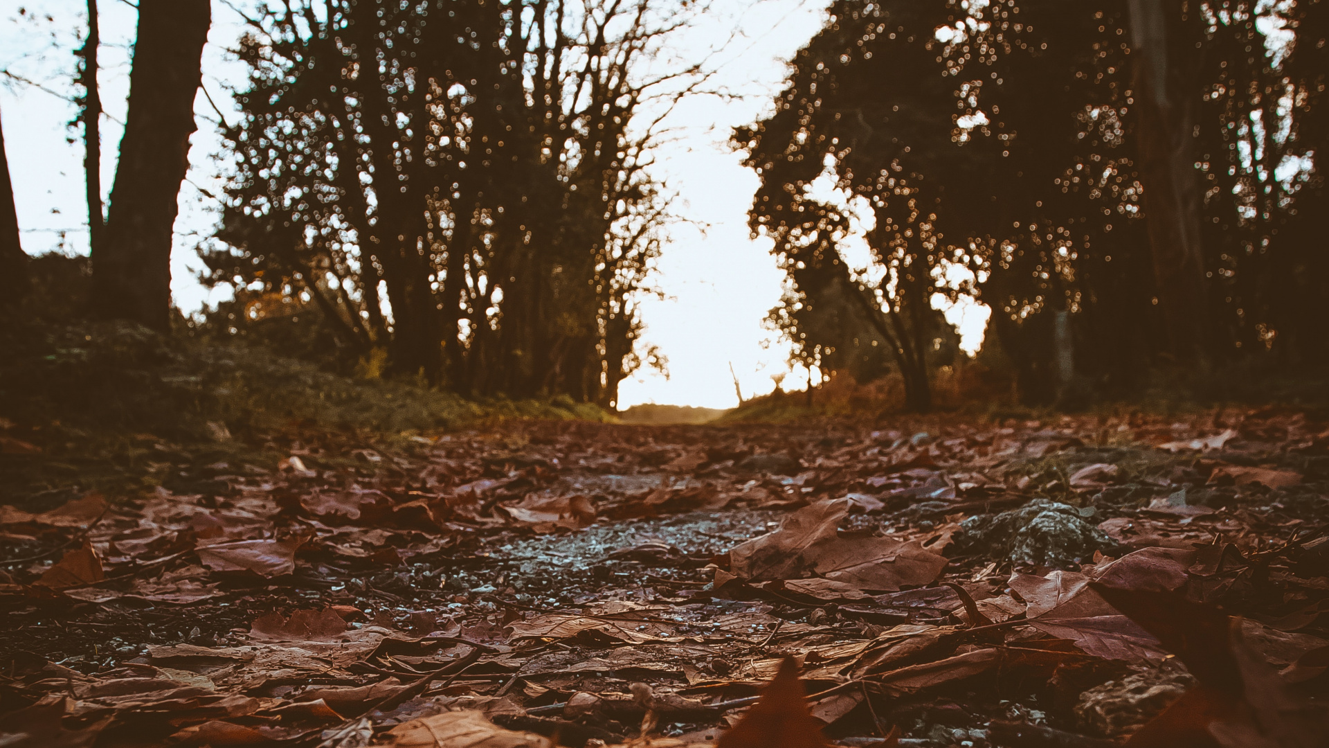 Natural Environment, Tree, Nature, Water, Branch. Wallpaper in 1920x1080 Resolution